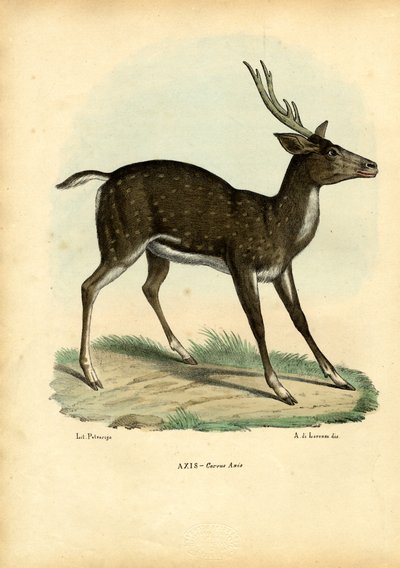 Ciervo Axis, 1863-79 de Raimundo Petraroja
